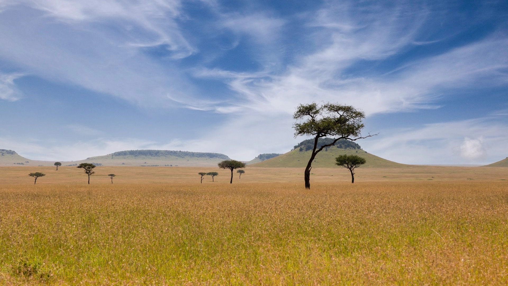 kenya masai mara savanna landscape 01